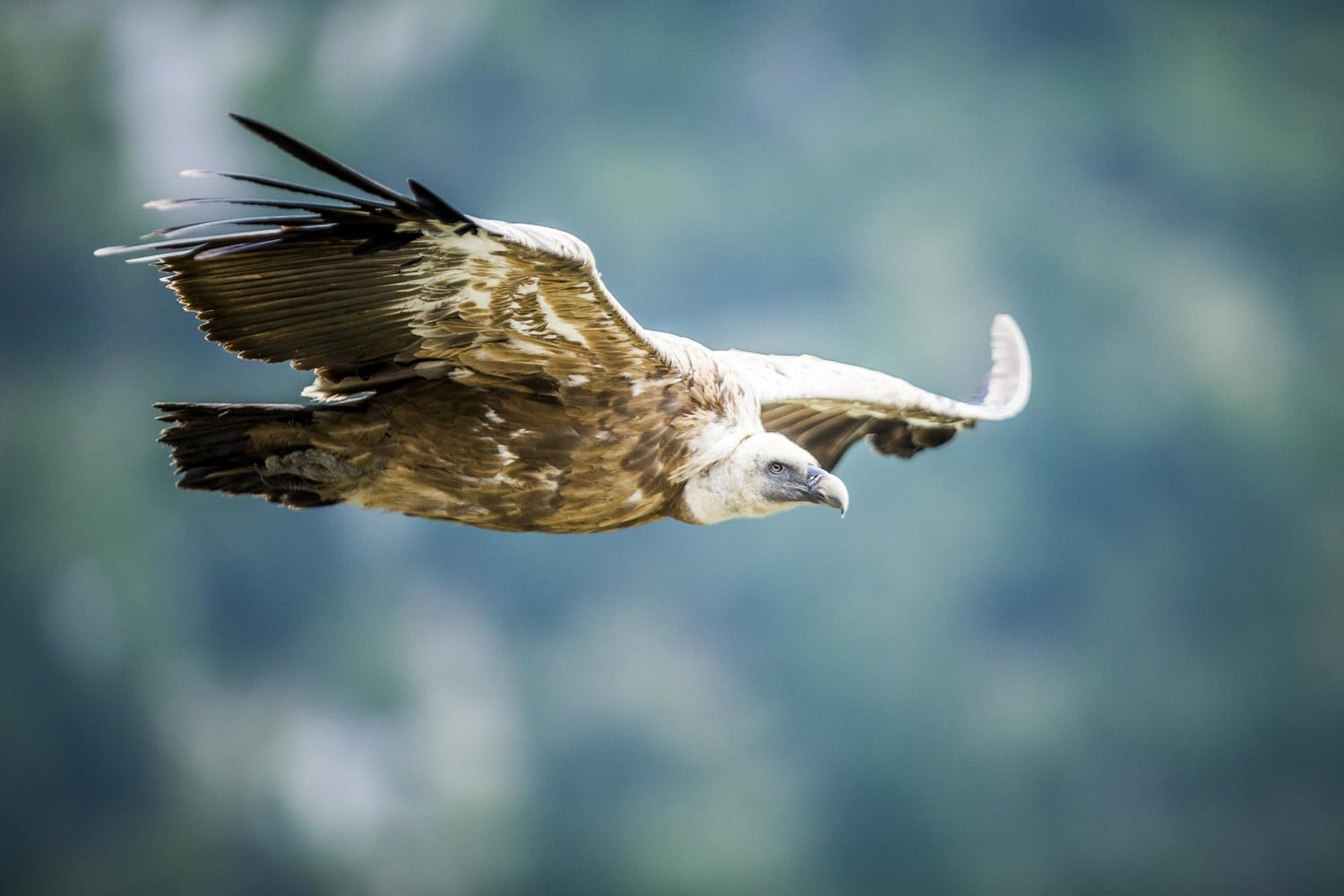 Les matériels pour réussir une photographie animalière